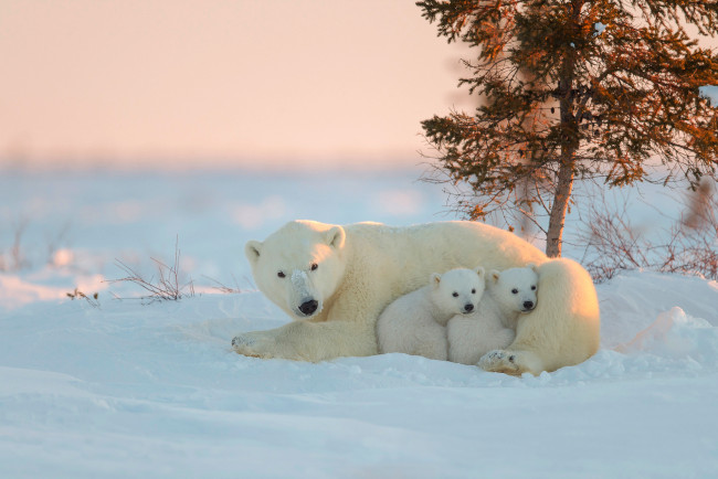 Обои картинки фото животные, медведи, белые, снег, медведица