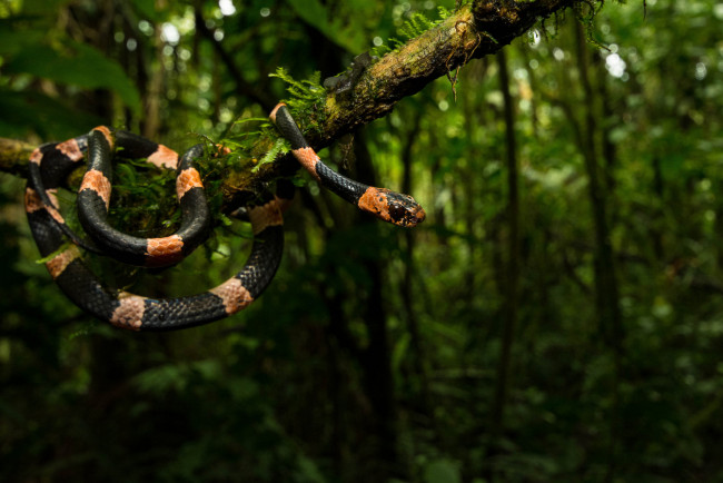 Обои картинки фото животные, змеи,  питоны,  кобры, змея, полосатая, тропики, растения, дерево