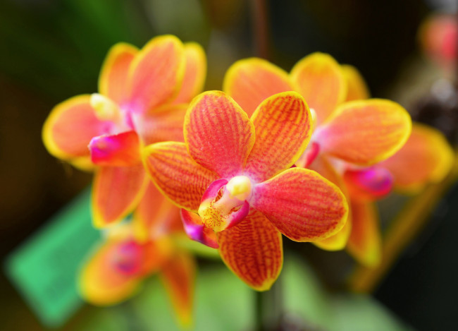 Обои картинки фото цветы, орхидеи, макро, orchid