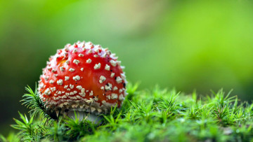 Картинка природа грибы +мухомор шляпка красная пятнышки