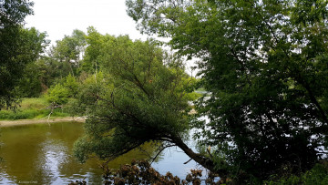 Картинка природа реки озера лето вода деревья