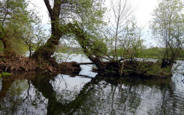 Картинка природа реки озера вода дерево