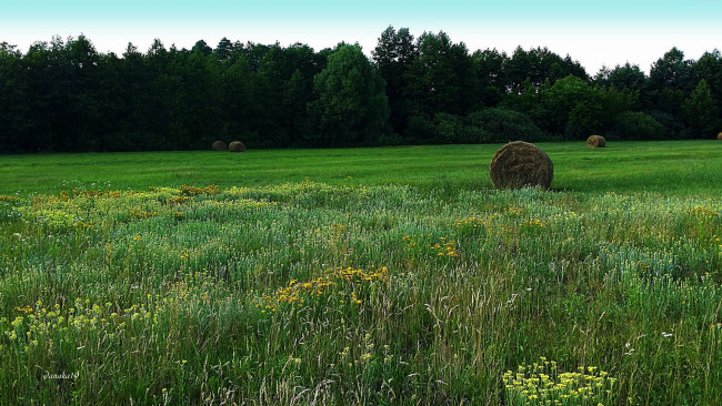 Обои картинки фото природа, луга, сено, лето, трава