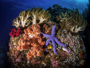 Картинка животные морские+звёзды кораллы морская звезда море