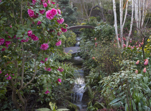 Картинка англия природа парк цветы куст мост