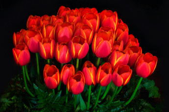 Картинка цветы тюльпаны лепестки фон свет