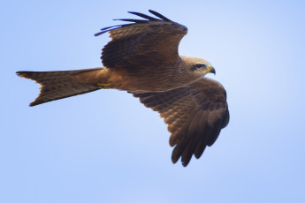 Картинка животные птицы+-+хищники black kite хищник чёрный коршун milvus migrans небо взмах птица фон голубое крылья полёт