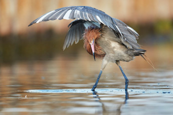 Картинка животные цапли +выпи вода птица перья ноги цапля