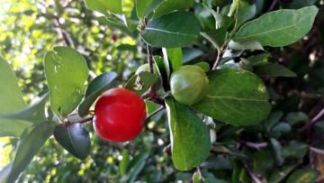 Картинка природа Ягоды барбадосская вишня acerola