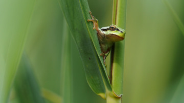 Картинка животные лягушки окрас лист лягушка фон