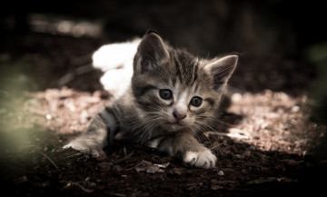 Картинка животные коты мордочка монохром малыш котёнок