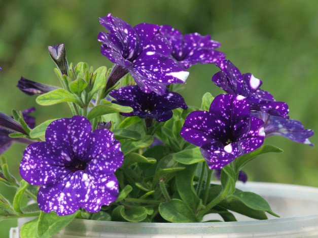 Обои картинки фото цветы, петунии,  калибрахоа, фиолетовый
