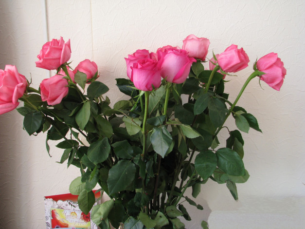 Обои картинки фото цветы, розы, белый, фон