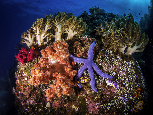 Обои картинки фото животные, морские звёзды, кораллы, морская, звезда, море