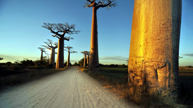 Обои картинки фото природа, дороги, дорога, деревья, песчаная