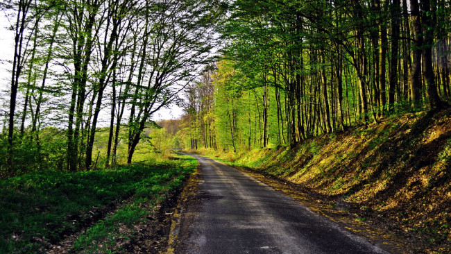 Обои картинки фото природа, дороги, лесная, дорога, деревья