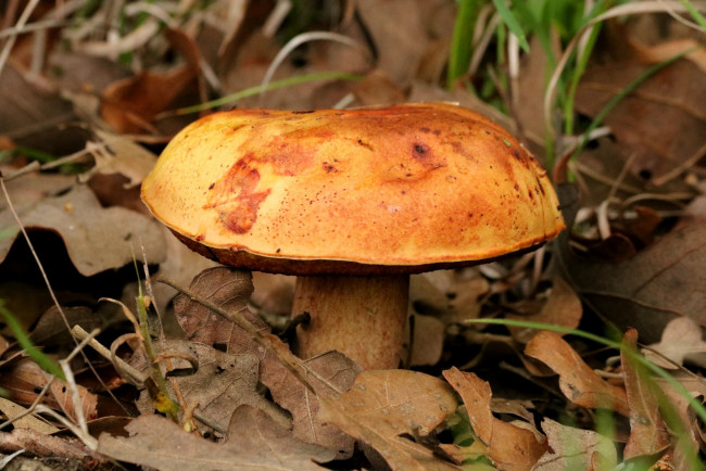Обои картинки фото природа, грибы, листья, шляпка, гриб