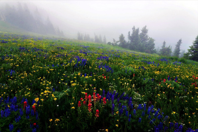 Обои картинки фото природа, луга, цветы, луг, туман
