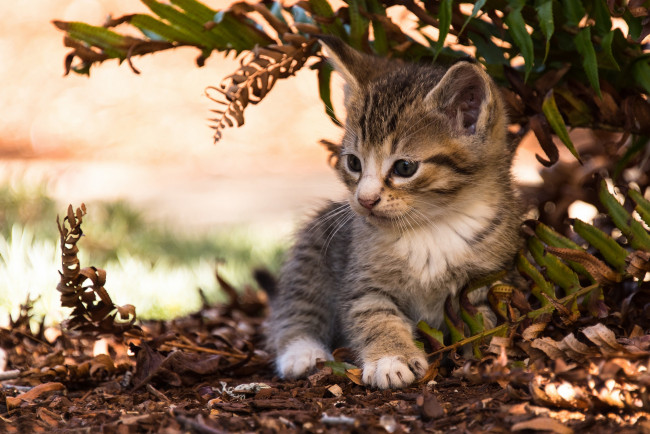 Обои картинки фото животные, коты, малыш, листья, котёнок
