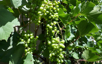 Картинка природа Ягоды +виноград гроздья виноград