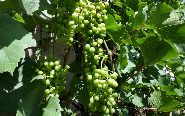 Обои картинки фото природа, Ягоды,  виноград, гроздья, виноград
