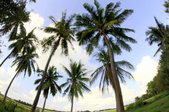 Картинка природа деревья пальмы