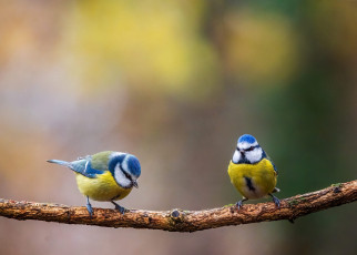 Картинка животные синицы +лазоревки птички