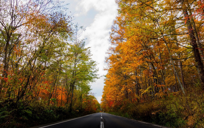 Обои картинки фото природа, дороги, осень, шоссе, листья