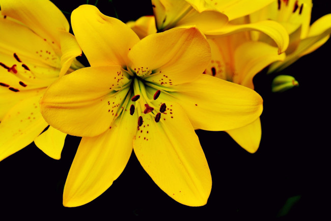 Обои картинки фото цветы, лилии,  лилейники, желтые, макро