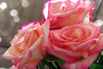 Картинка цветы розы розовые макро