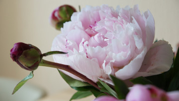 Картинка цветы пионы бутоны пион розовый макро