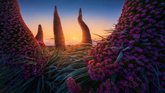 Обои картинки фото tajinaste flowering plants, roque de los muchachos, la palma, природа, деревья, tajinaste, flowering, plants, roque, de, los, muchachos, la, palma