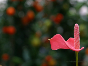 Картинка цветы антуриум цветок фламинго