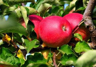 обоя природа, плоды, яблоки, ветка, малиновый