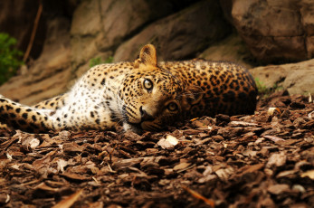 Картинка животные леопарды взгляд пятна