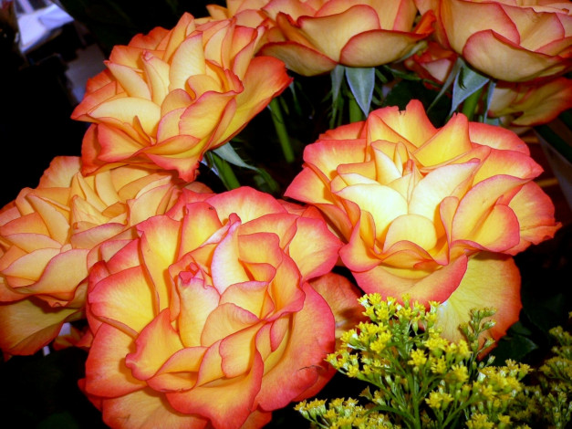 Обои картинки фото цветы, розы, желтый, пестрый