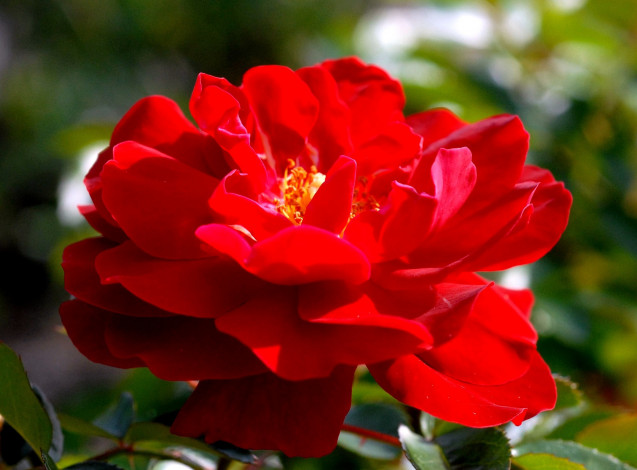 Обои картинки фото цветы, розы, красный, большой, яркий
