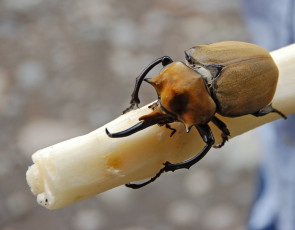 Картинка животные насекомые жук ветка