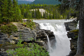 Картинка athabasca falls jasper national park canada природа водопады лес водопад