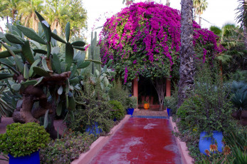 Картинка morocco marrakech jardin majorelle природа парк королевский сад