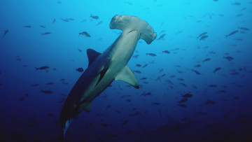 Картинка акула молот животные акулы подводный мир океан