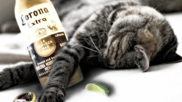 Картинка бренды напитков разное лайм пиво бутылка кот