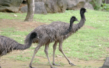 Картинка эму животные страусы поляна камни