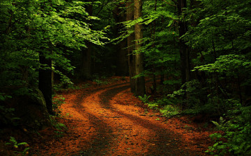 обоя path, in, the, forest, природа, дороги, дорога, лес, листва