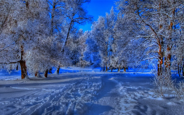 Картинка snowy path in winter природа зима тропинка парк деревья