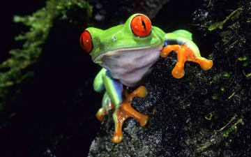 Картинка животные лягушки лягушка дерево