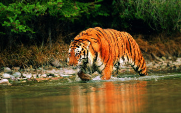 Картинка животные тигры охота тигр река