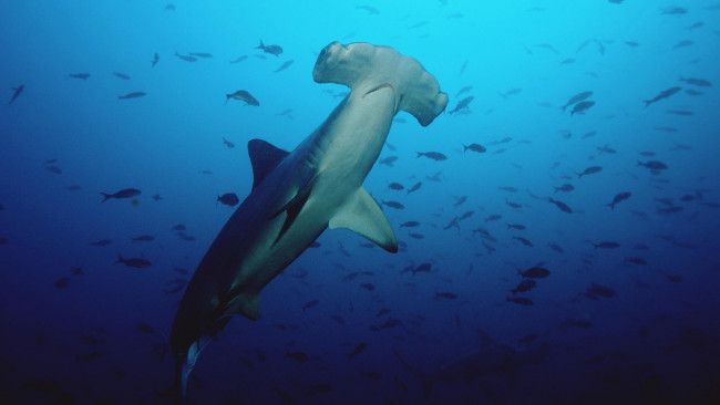 Обои картинки фото акула, молот, животные, акулы, подводный, мир, океан