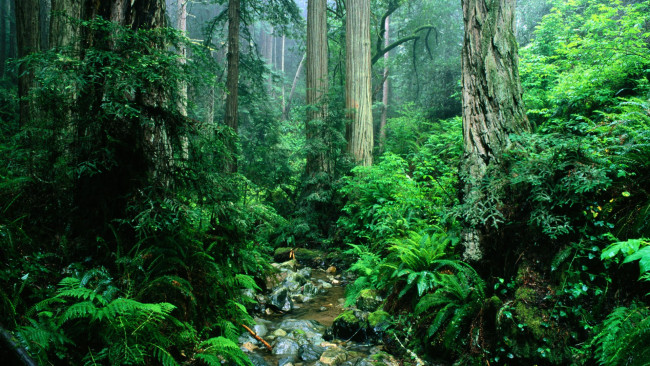 Обои картинки фото forest, природа, лес, ручей, стволы