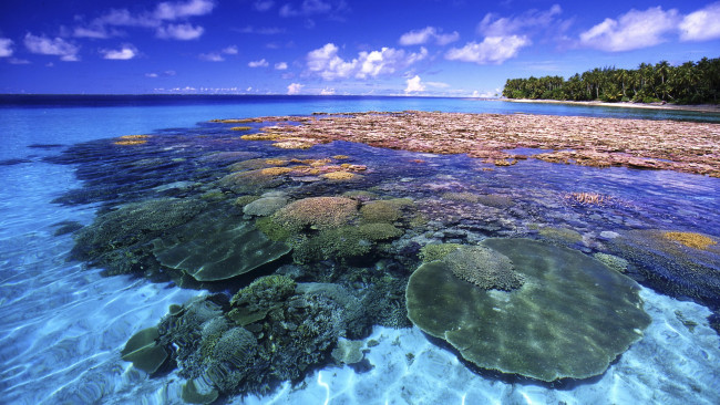 Обои картинки фото коралловый, риф, природа, тропики, остров, океан